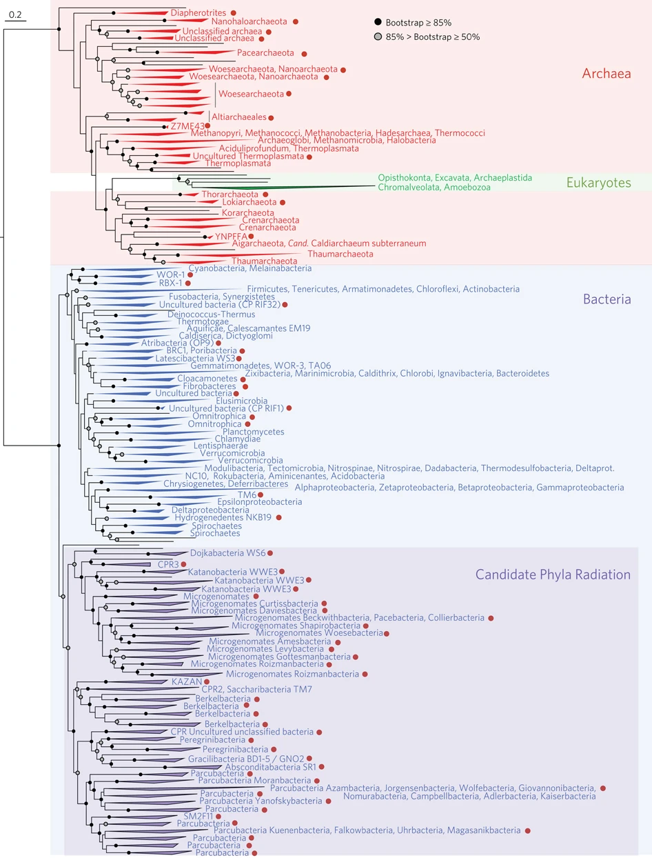 Rectangular phylogram of the Tree of Life. Archaea (in red) and Bacteria (in blue) form the two main domains, and Eukaryotes (in green) are a subgroup within Archaea.