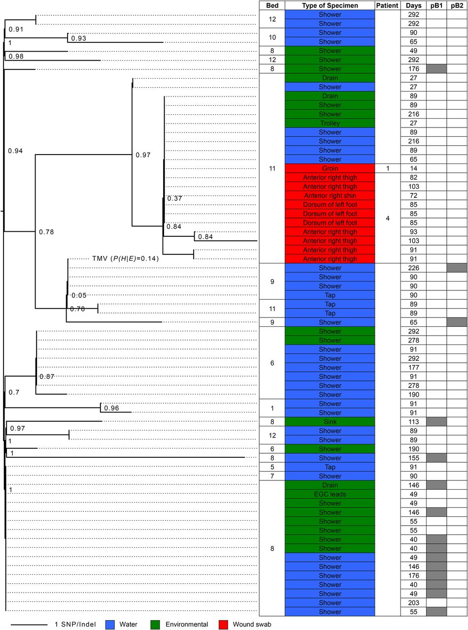 Phylogenetic tree of Pseudomonas aeruginosa isolates, showing a close relationship between those obtained from wound swabs, and those from the shower next to the bed (@Quick2014-xp).