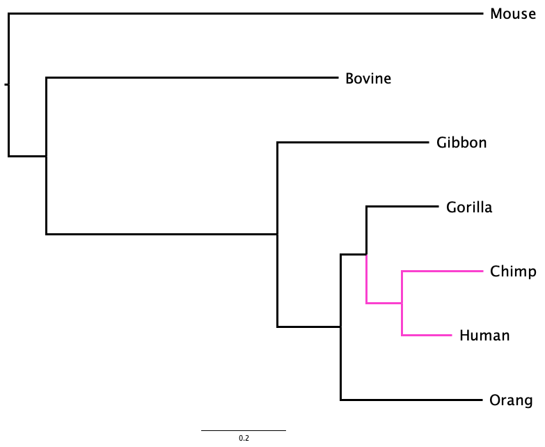 Phylogenetic tree of mammals, with the clade containing only Human and Chimp highlighted, Chimp above Human.