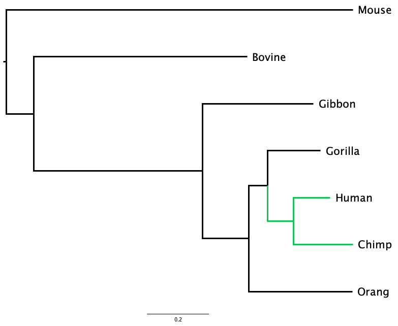 Phylogenetic tree of mammals, with the clade containing only Human and Chimp highlighted, Human above Chimp.