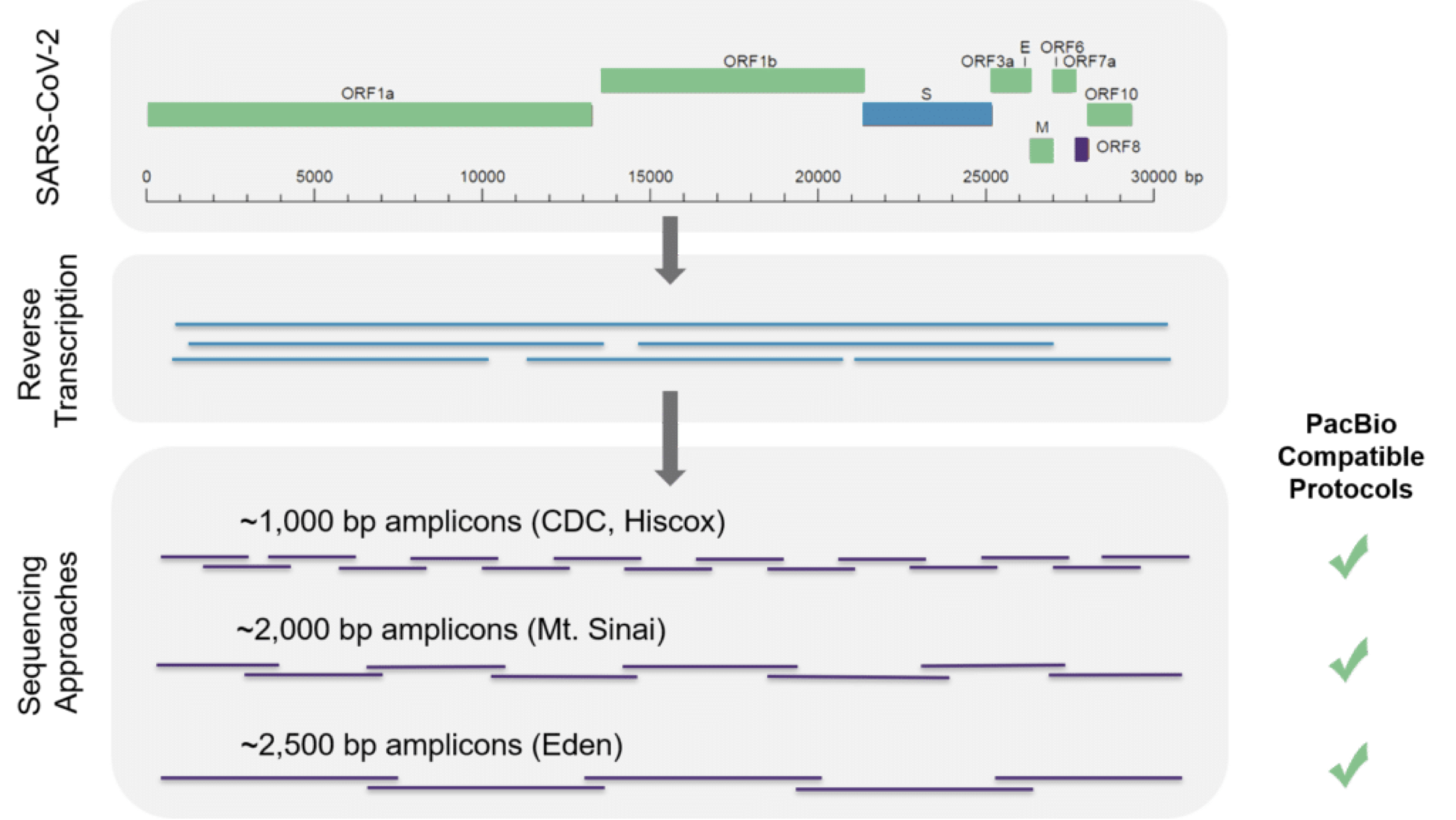 Schematic of how PCR-RACE leads to a crenellated assembly, with long reads spanning the virus genome.