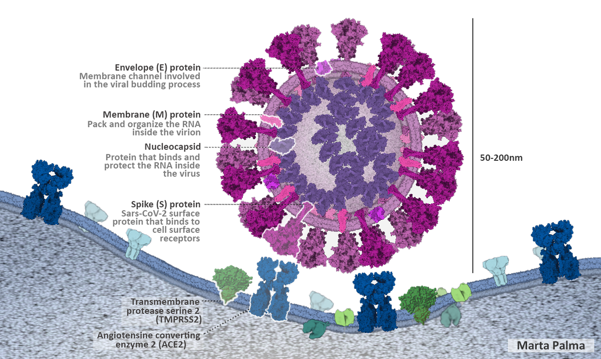 Schematic representation of SARS-CoV-2 surface proteins and their interactions with the host.