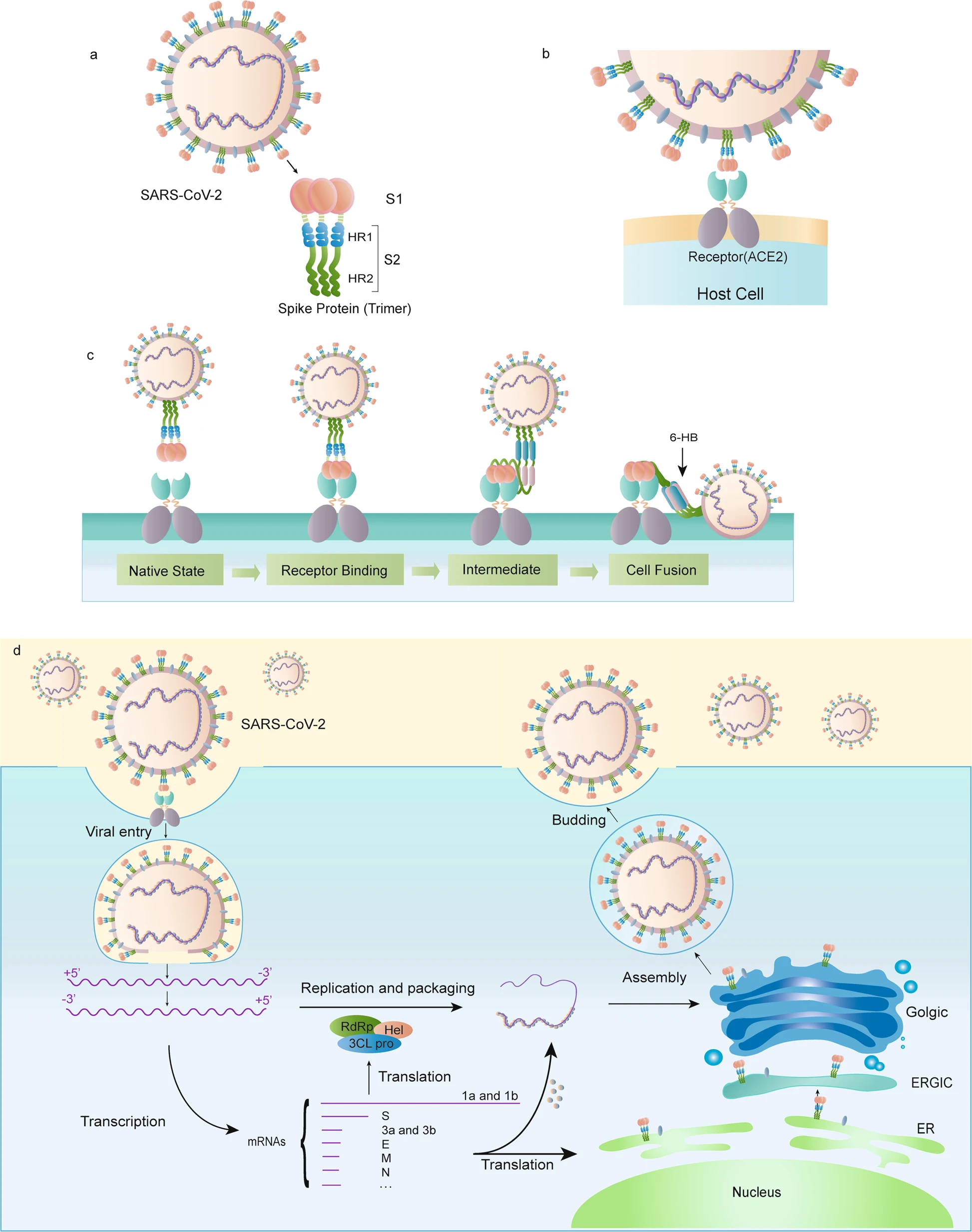 Schematic of SARS-CoV-2 interaction with the host cell, mediated by the spike (S) protein. The S protein attaches to the ACE receptor _via_ the S1 subunit, and the S2 subunit then forms a structural bundle, interacting with the host cell to permit virus entry.