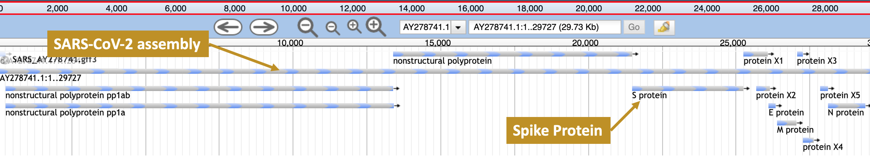 JBrowse view of an annotated SARS-CoV-2 assembly, showing the location of the spike (S) protein on the genome.